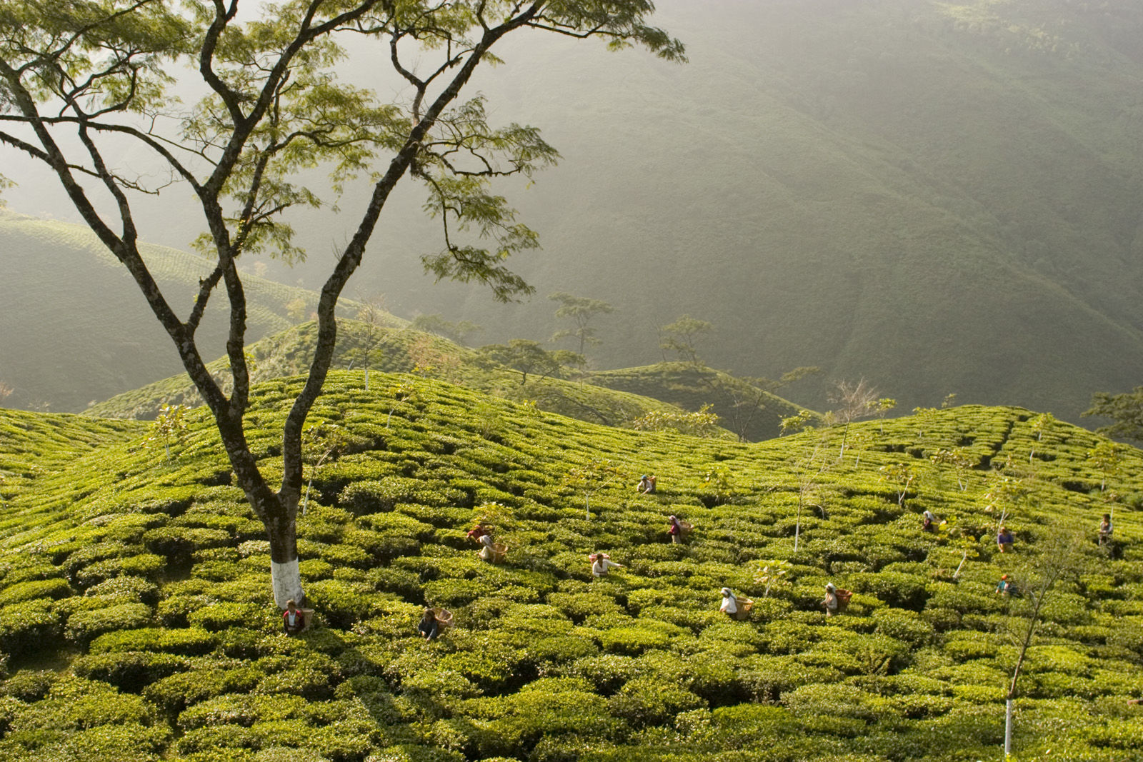 Pussimbing Tea Estate. Has two main divisions – Pussimbing (which has 112 hectares of land under tea cultivation) and Minju (90 hectares under tea cultivation). This estate was acquired by Lohia group in 1993 in a conventional state of cultivation. This